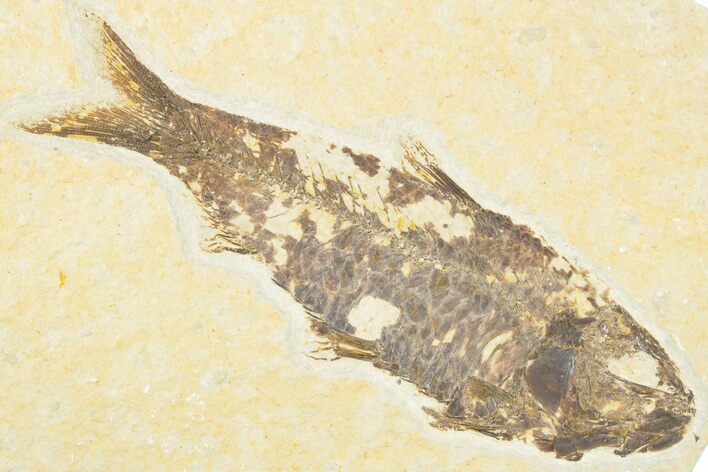 Detailed Fossil Fish (Knightia) - Wyoming #318495